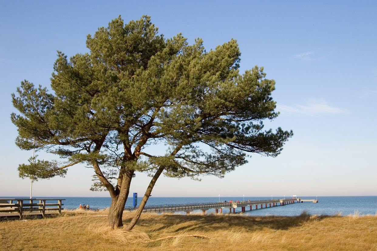 Seebrücke Pier