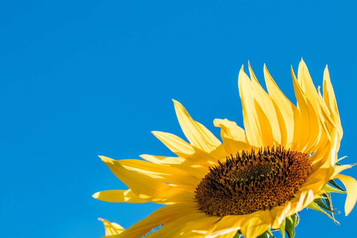 Sussex County Sunflower Maze