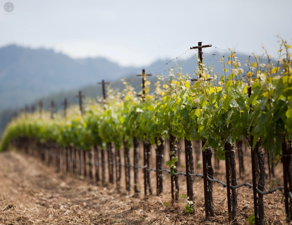 Lasseter Family Winery
