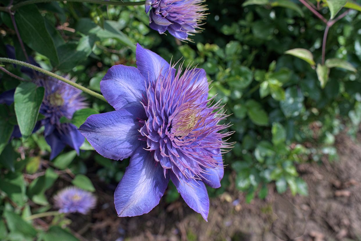 Schreiner's Iris Gardens