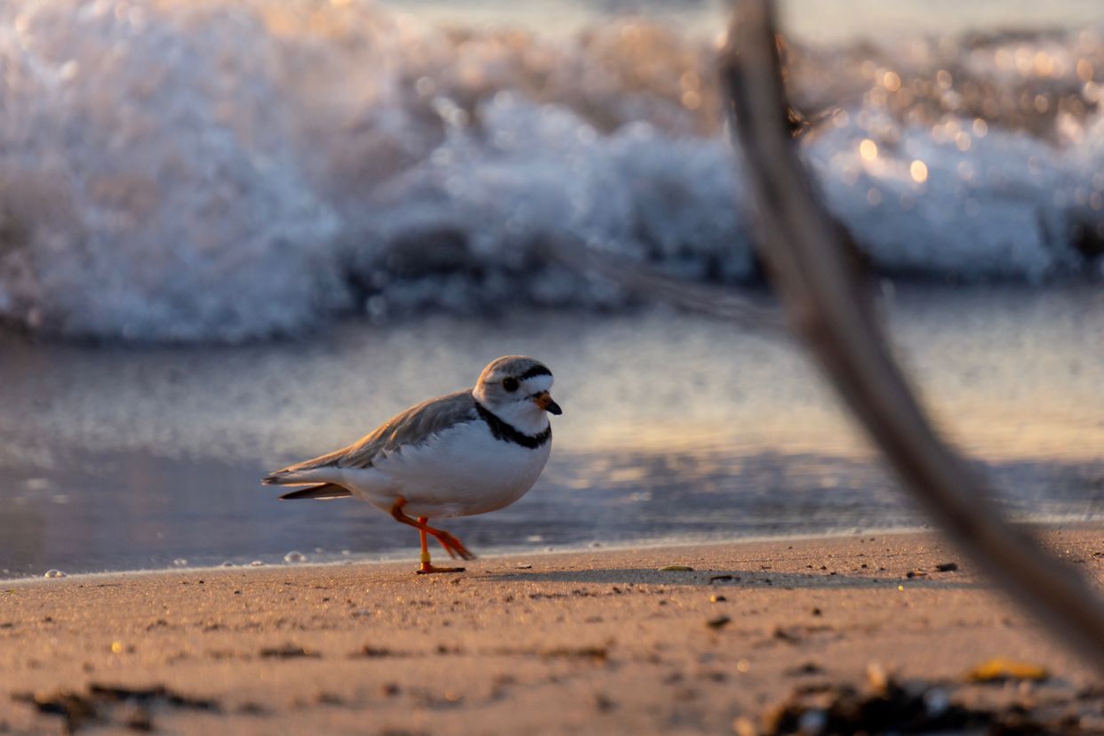 Wasaga Beach Provincial Park