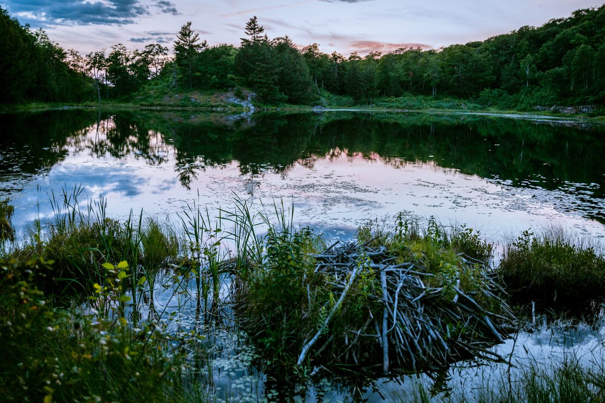 Lac Black at King Mountain
