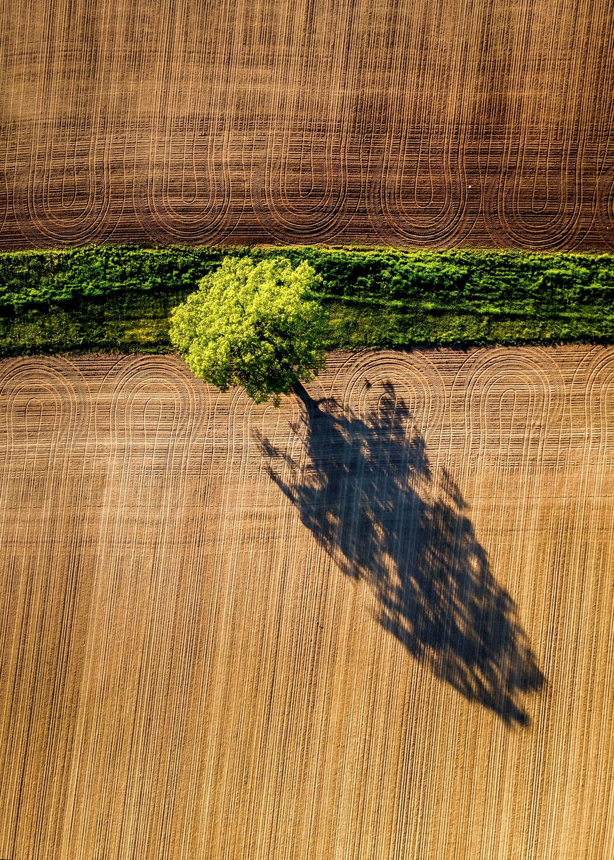 Lone Tree Near Bath