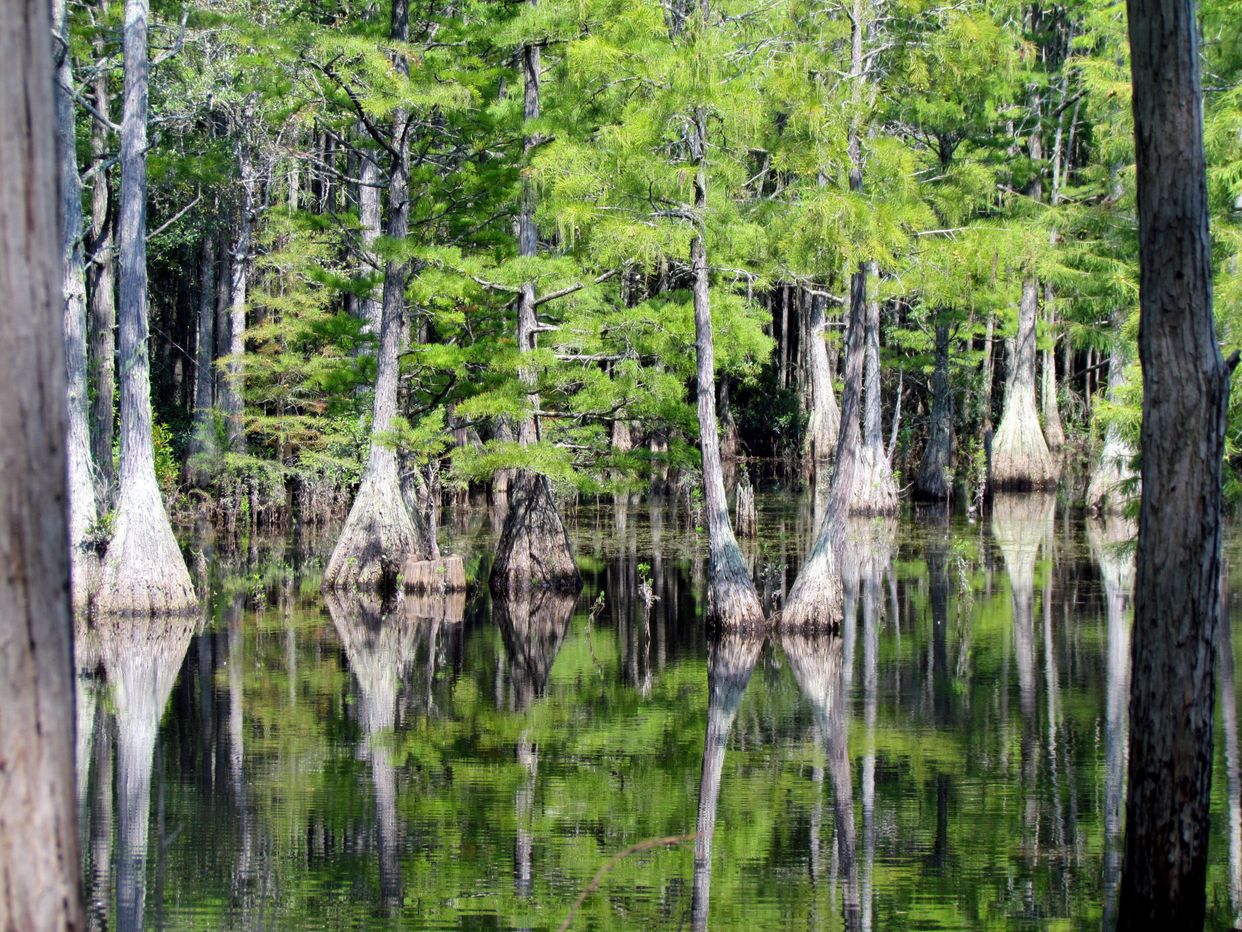 Cedar Swamp