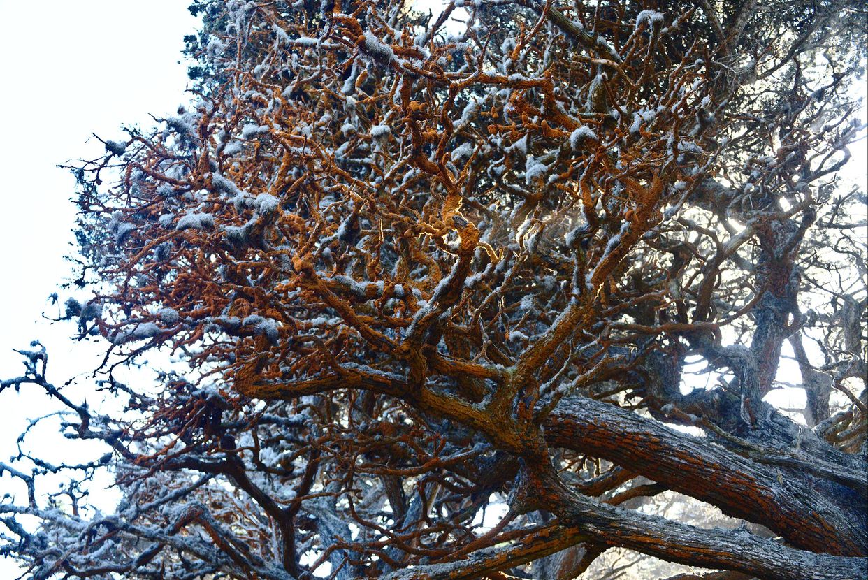 Cypress Grove Trail