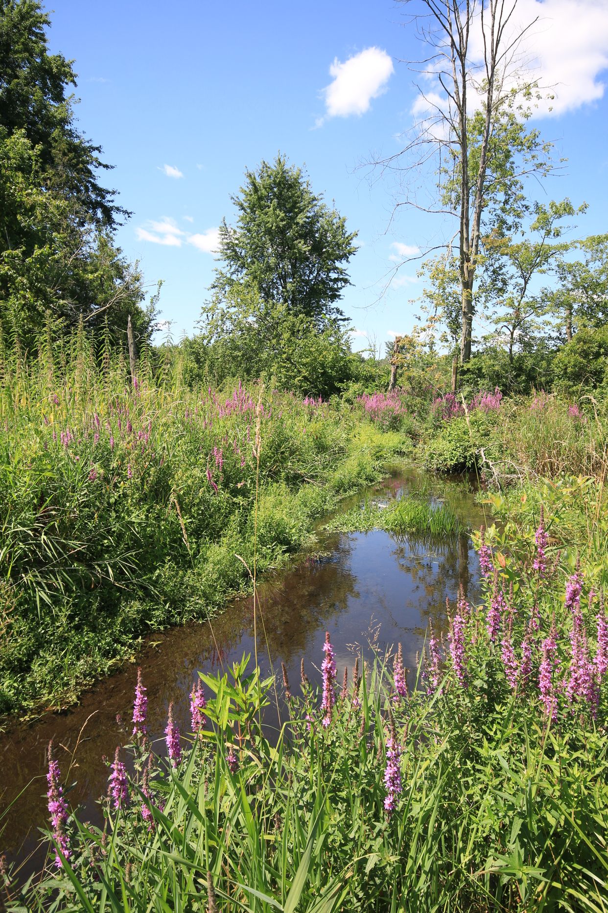 Luther Marsh Wetlands