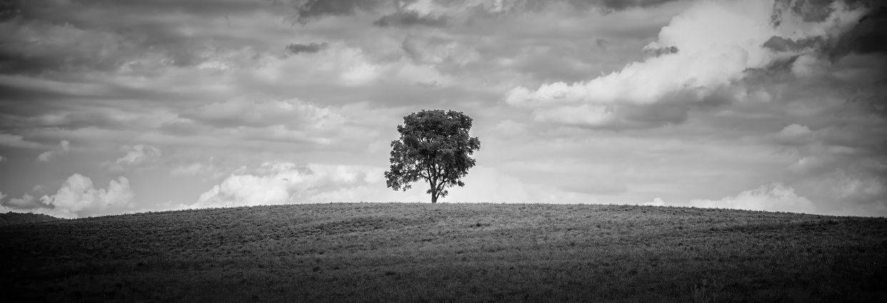Lone Tree