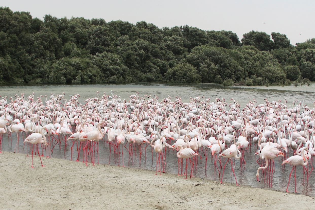 Ras Al Khor Wildlife Sanctuary