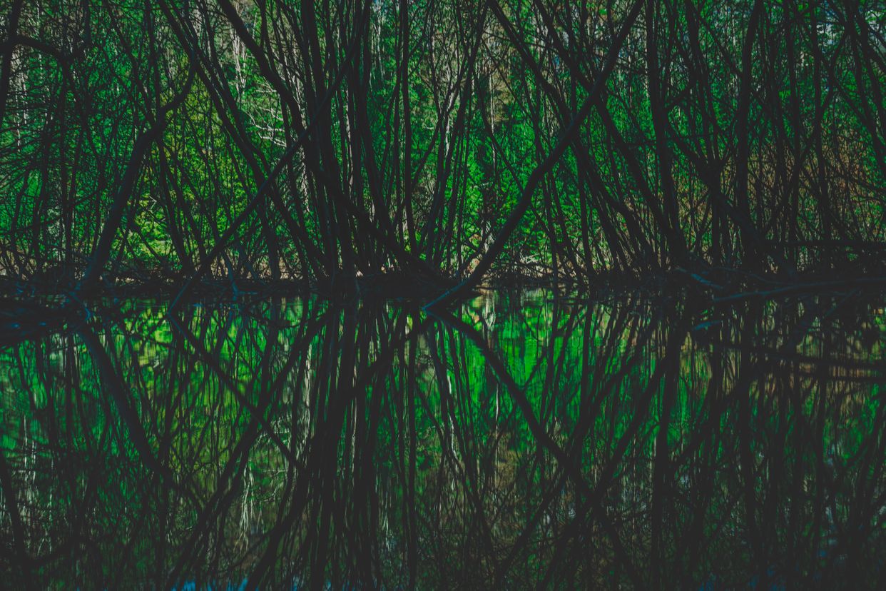 Track and Tower Trail Swamp