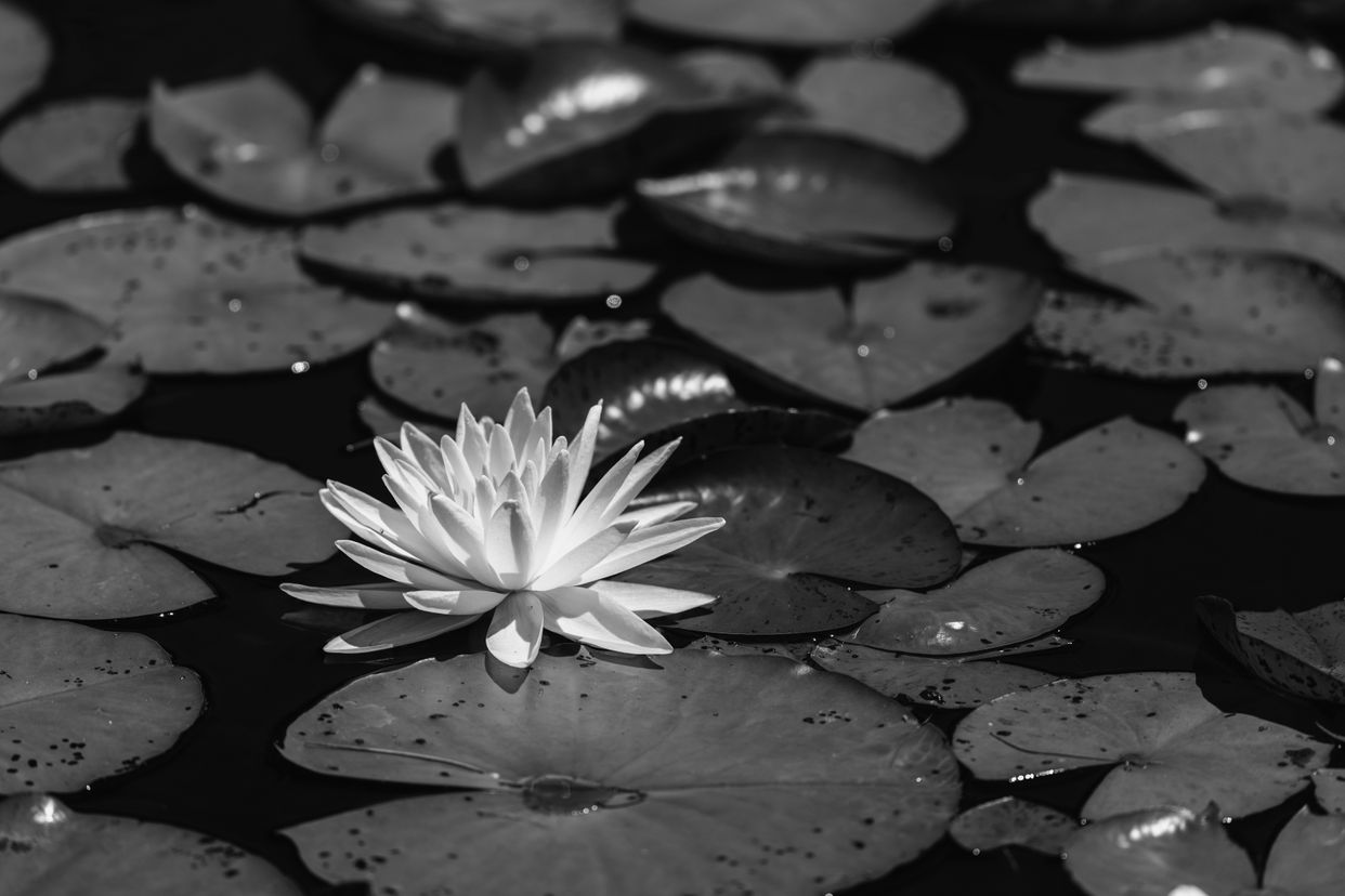 Coastal Maine Botanical Gardens