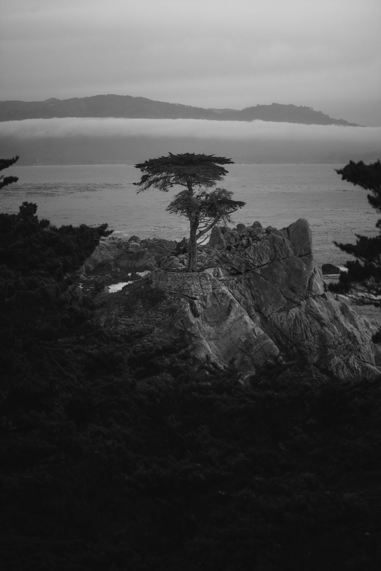 Lone Cypress