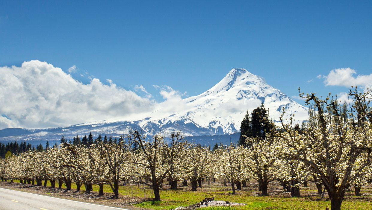 Orchard View