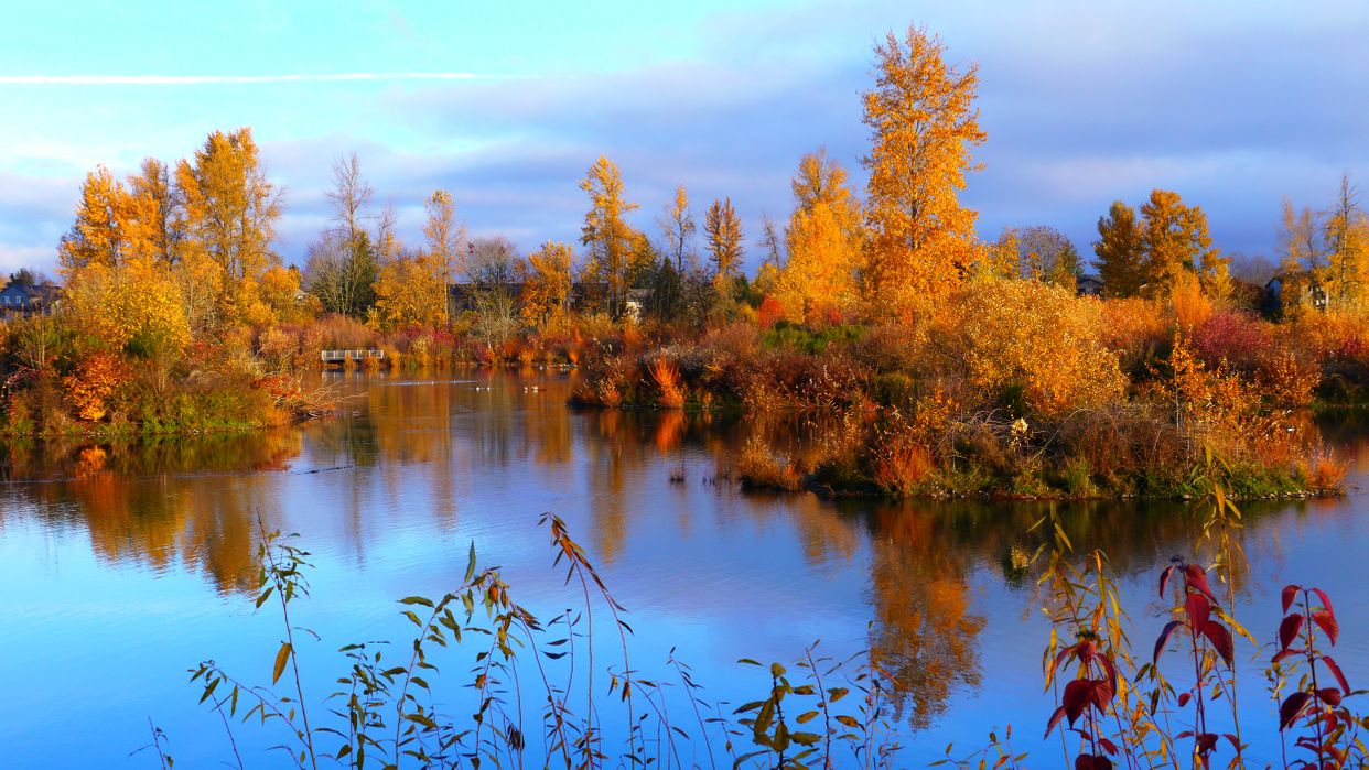 Delta Ponds