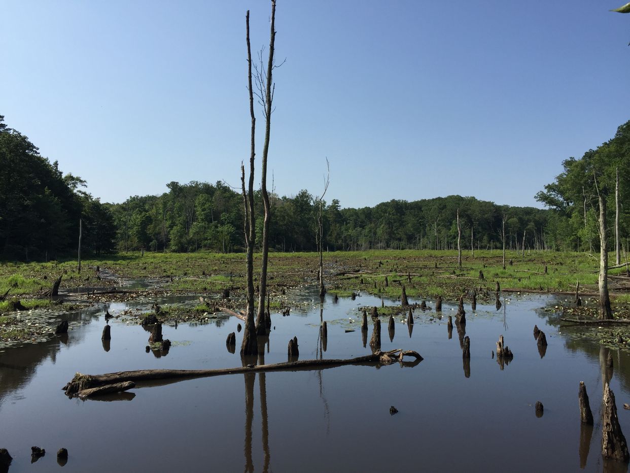 Grays Creek