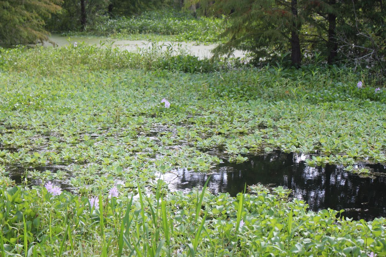Alligator Lake