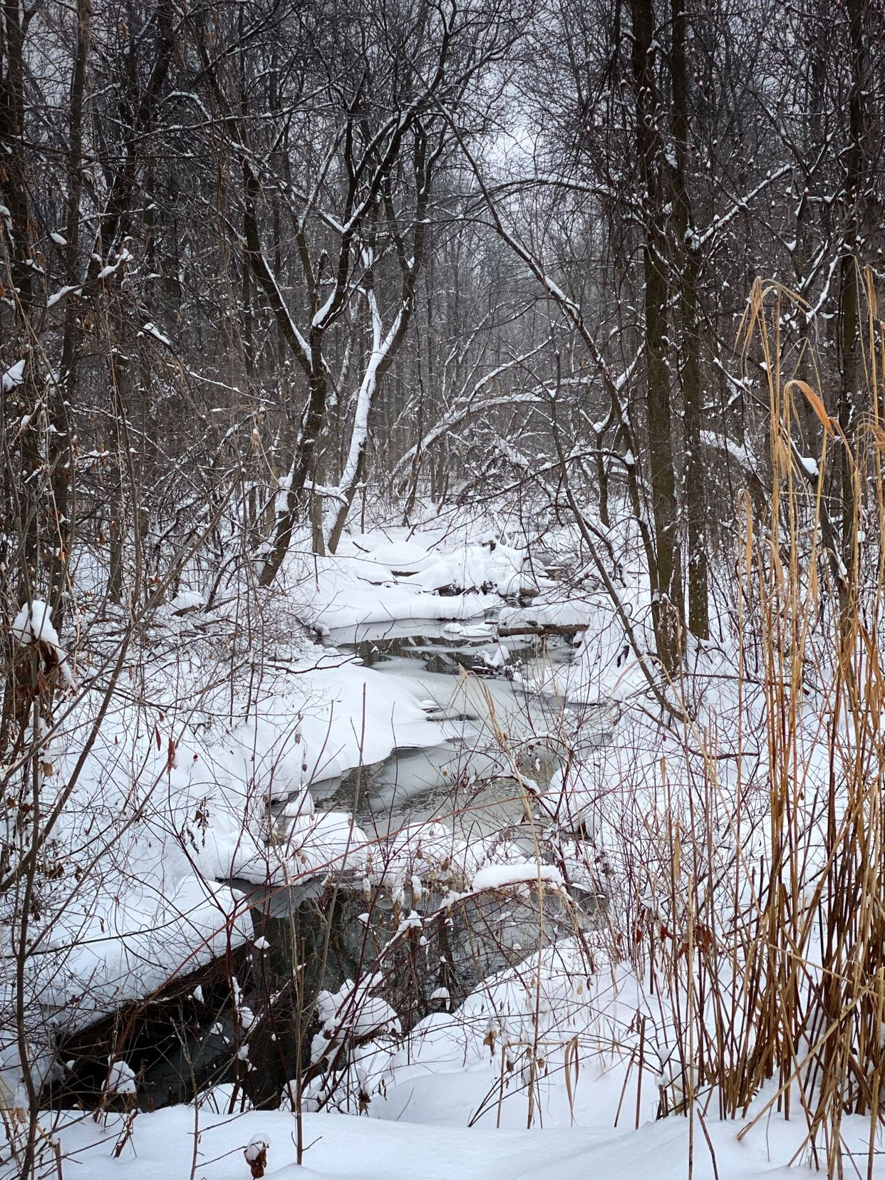Parc-nature du Bois-de-Liesse