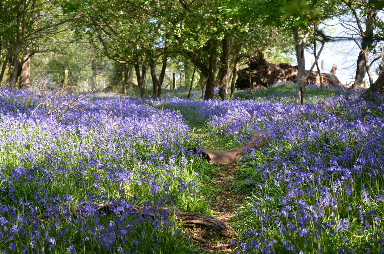 Roydon Woods Nature Reserve