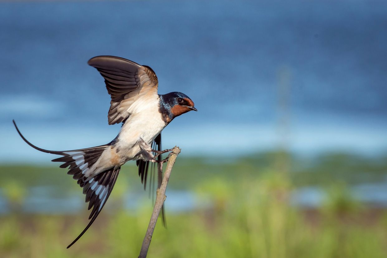 RSPB Newport Wetlands