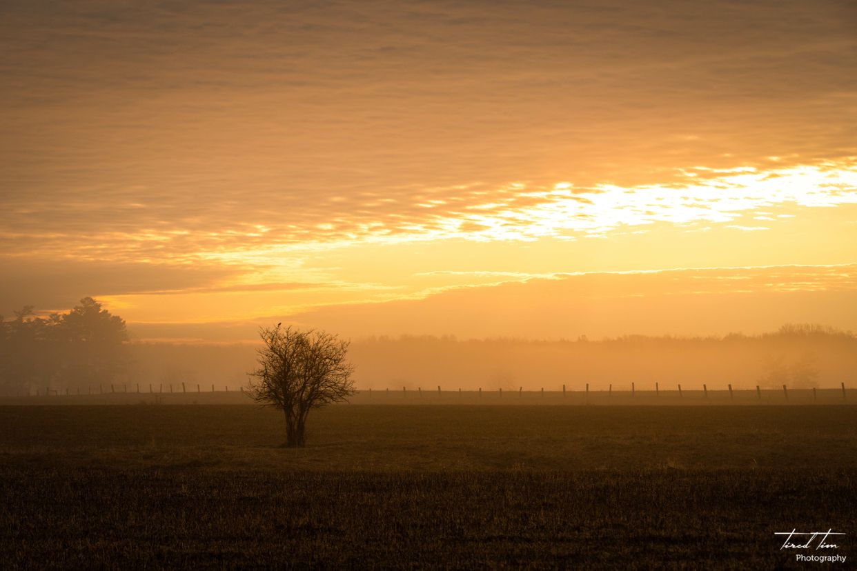Lone Tree