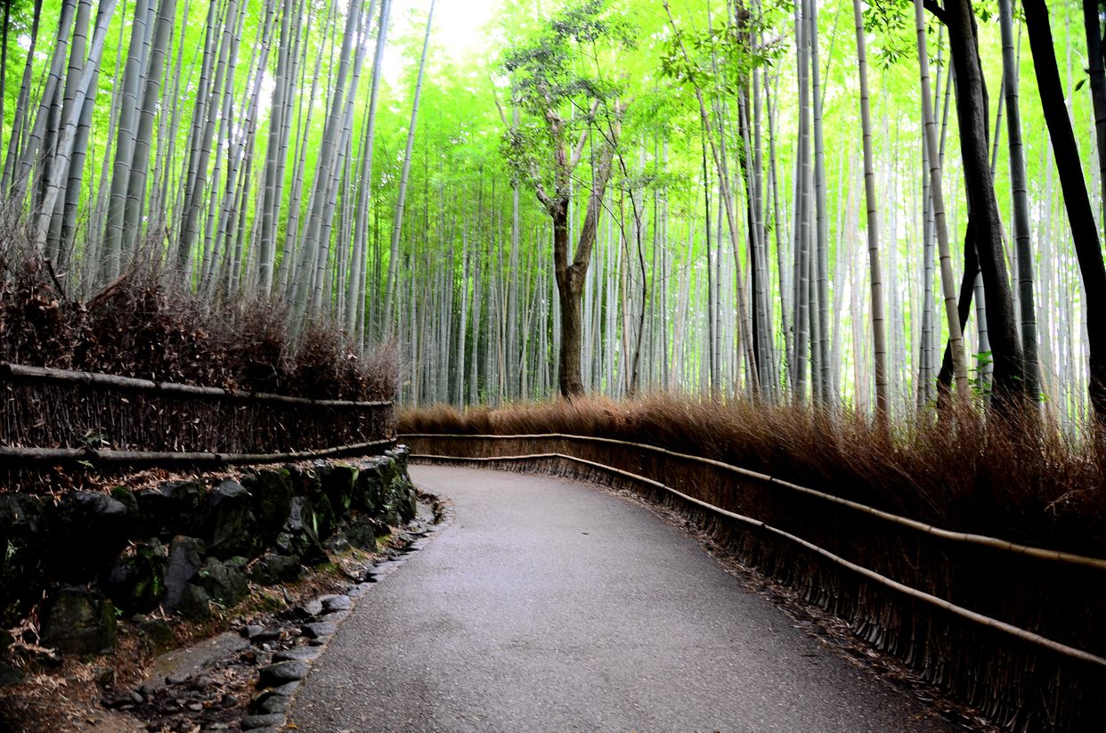 Arashiyama Bamboo Grove