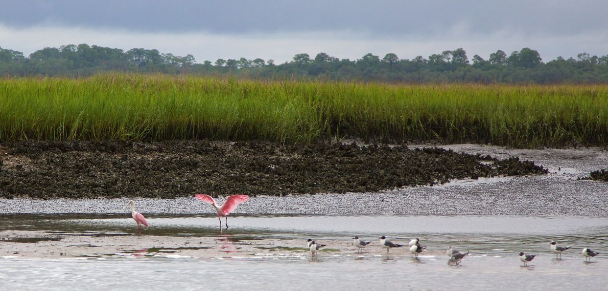Amelia River Mudflats