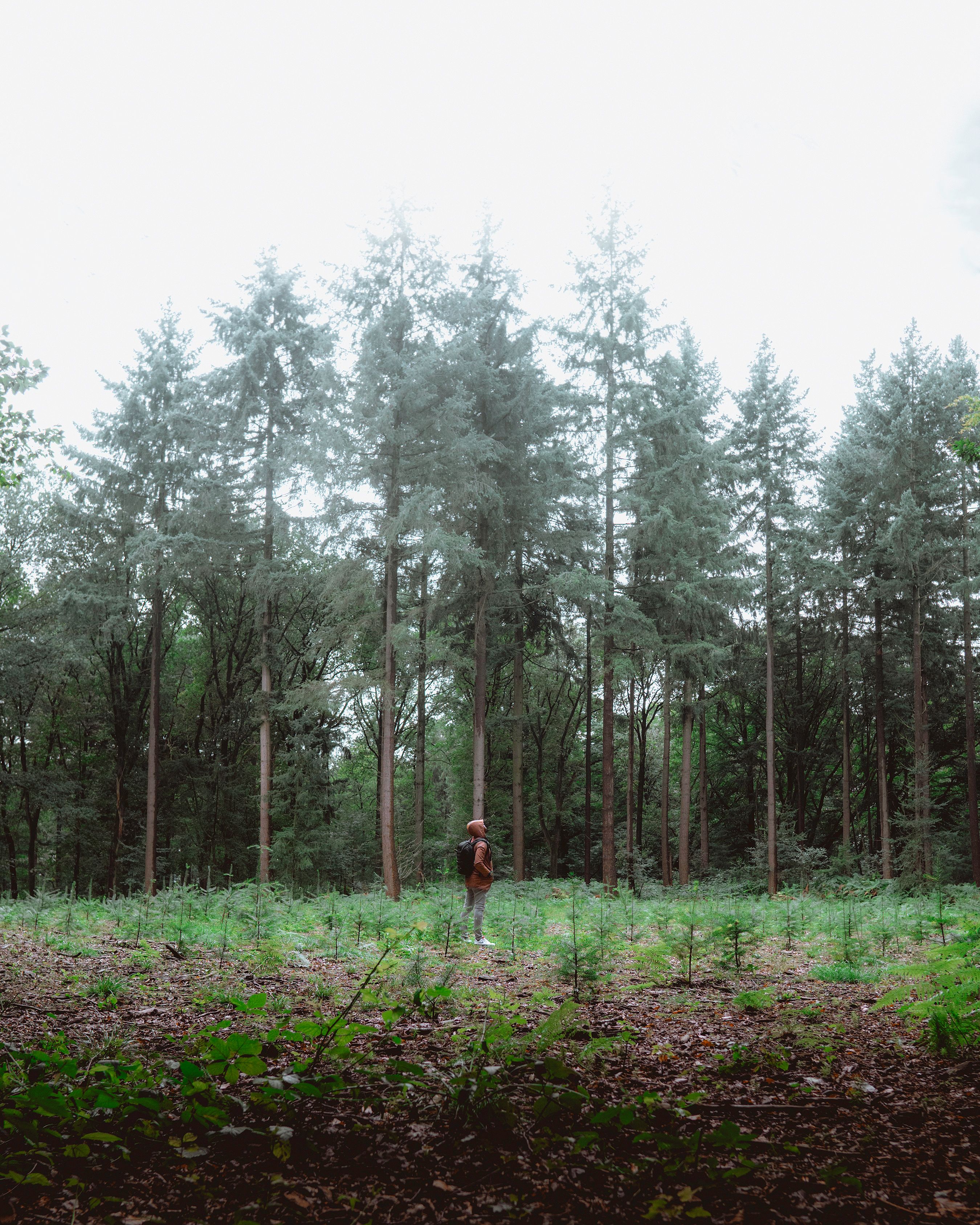 Valckeniersbosschen   — Photo by Danilo Eleonora 