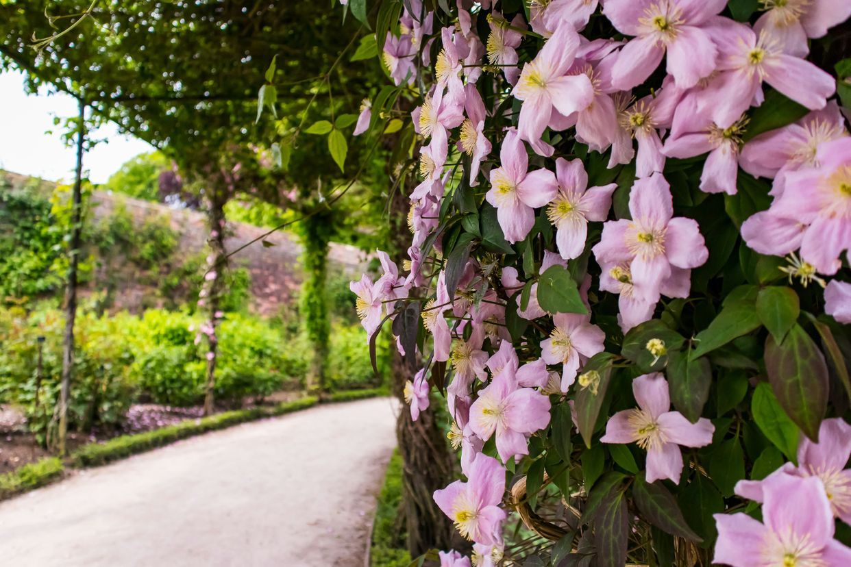 The Alnwick Garden