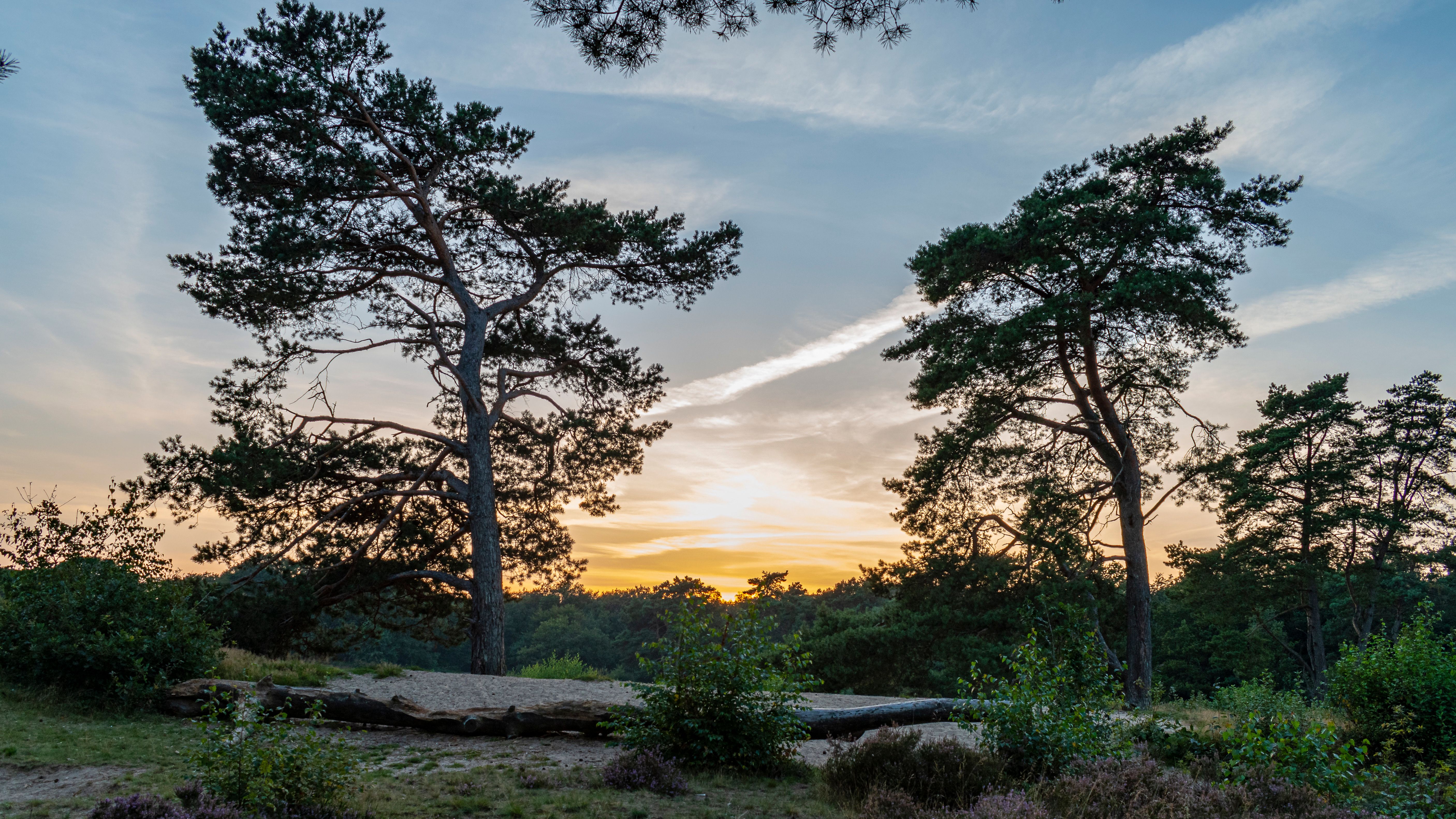 Bakkeveense Duinen — Photo by rarekwibus.nl