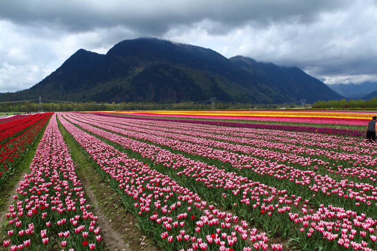 Chilliwack Tulip Festival