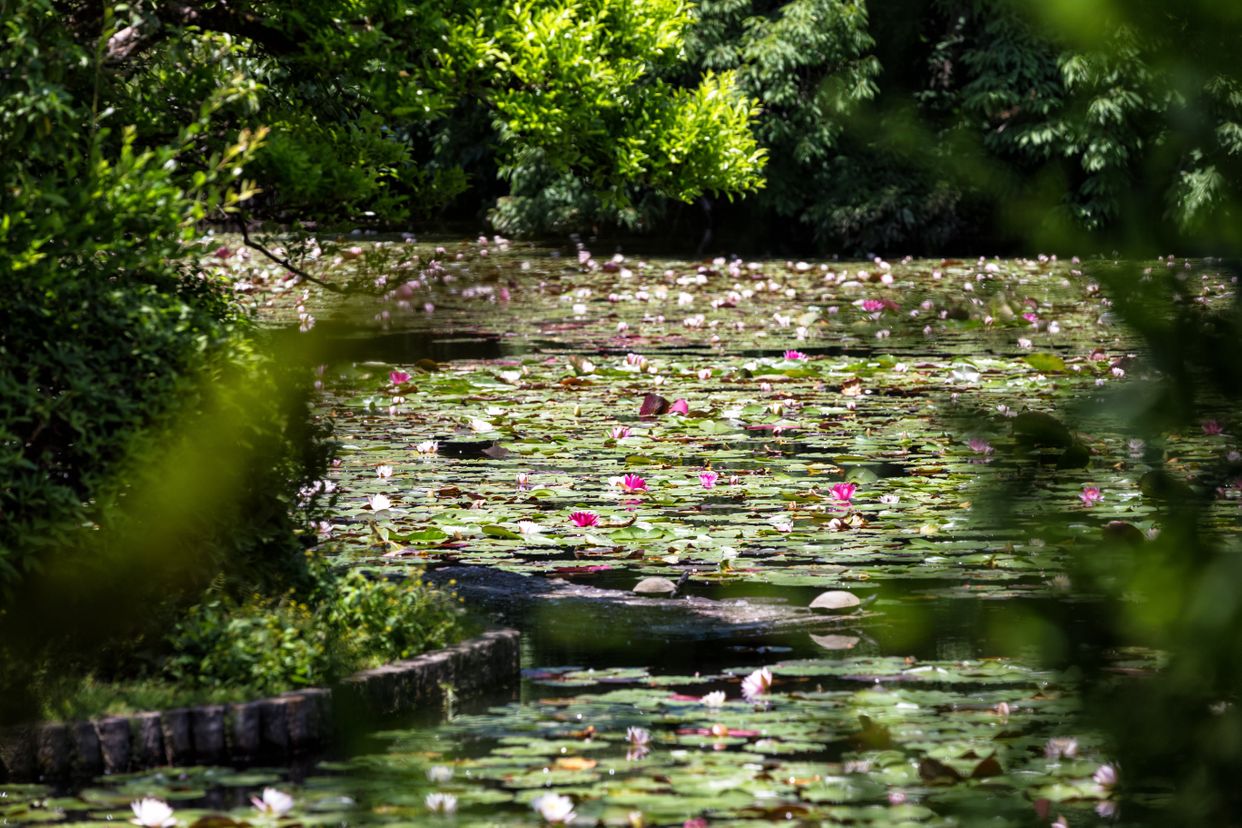 Ryōan-ji Garden