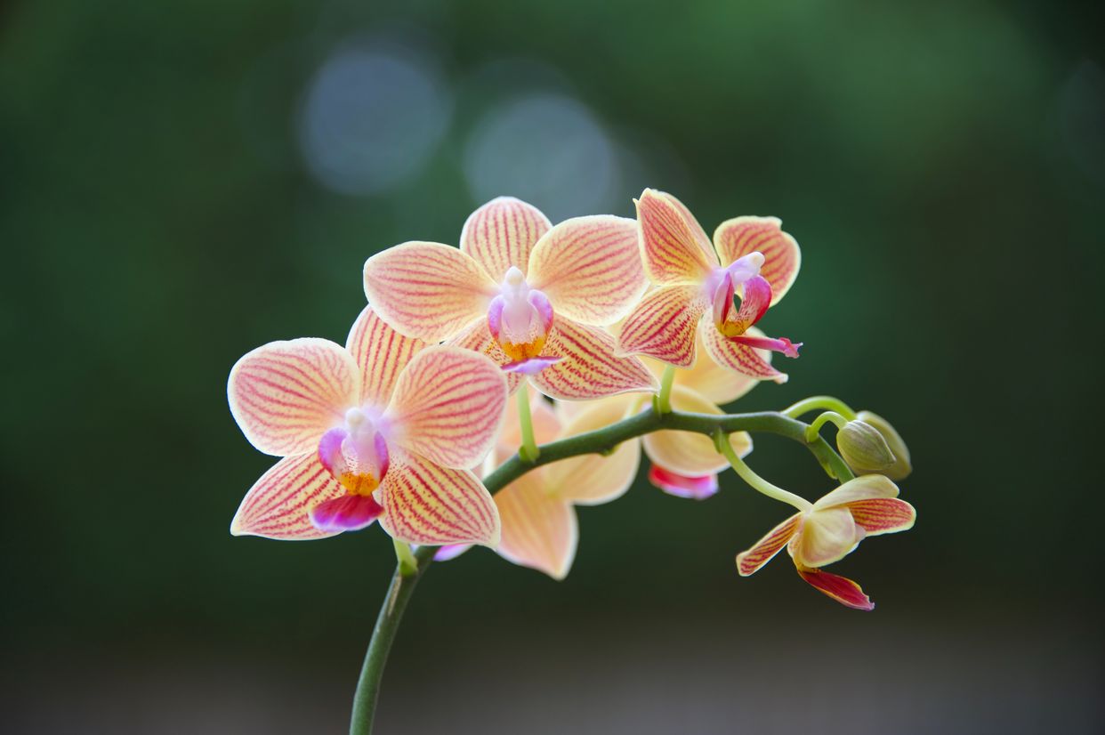 Marie Selby Botanical Gardens - Downtown Campus