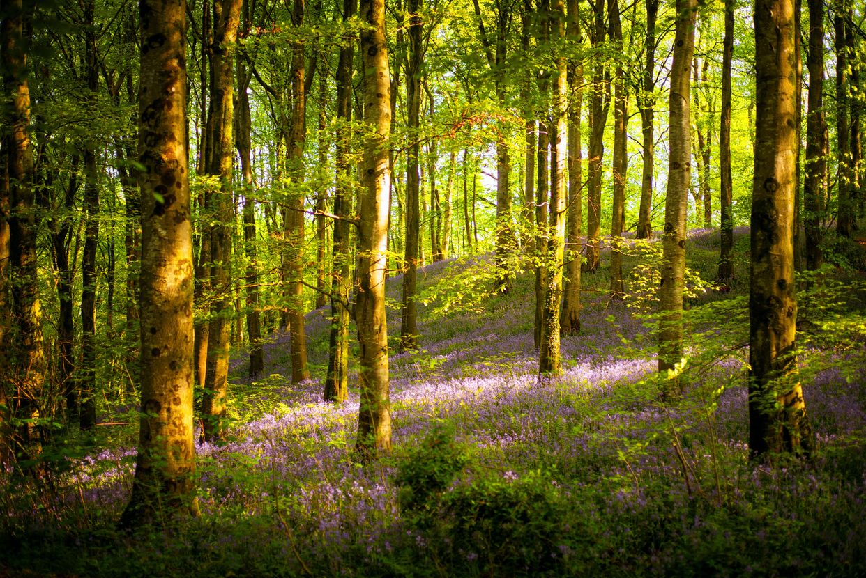 Portglenone Forest