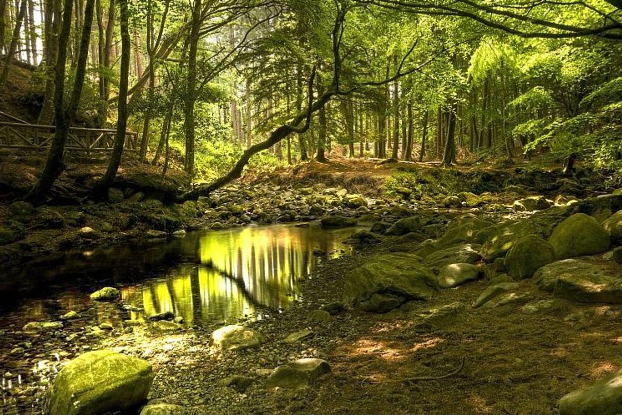 Tollymore Forest Park