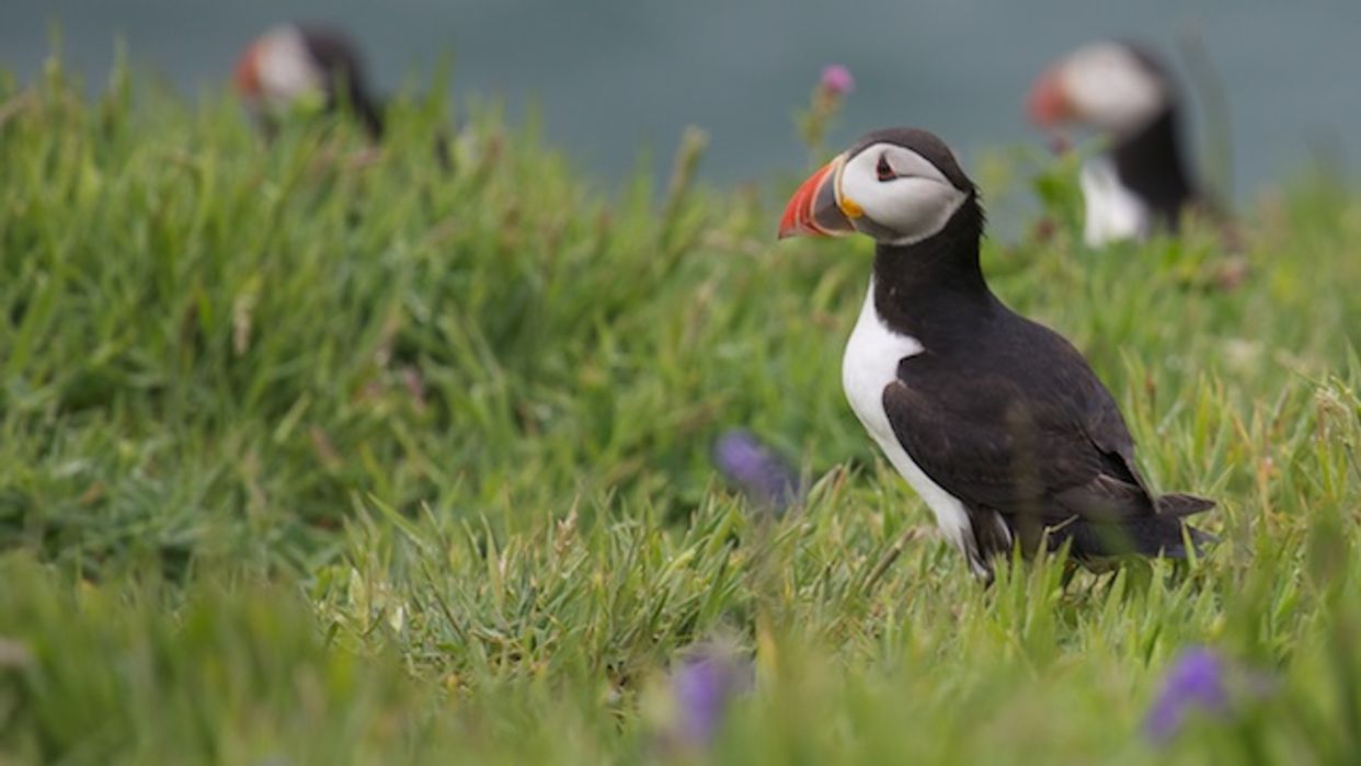 Skomer Island