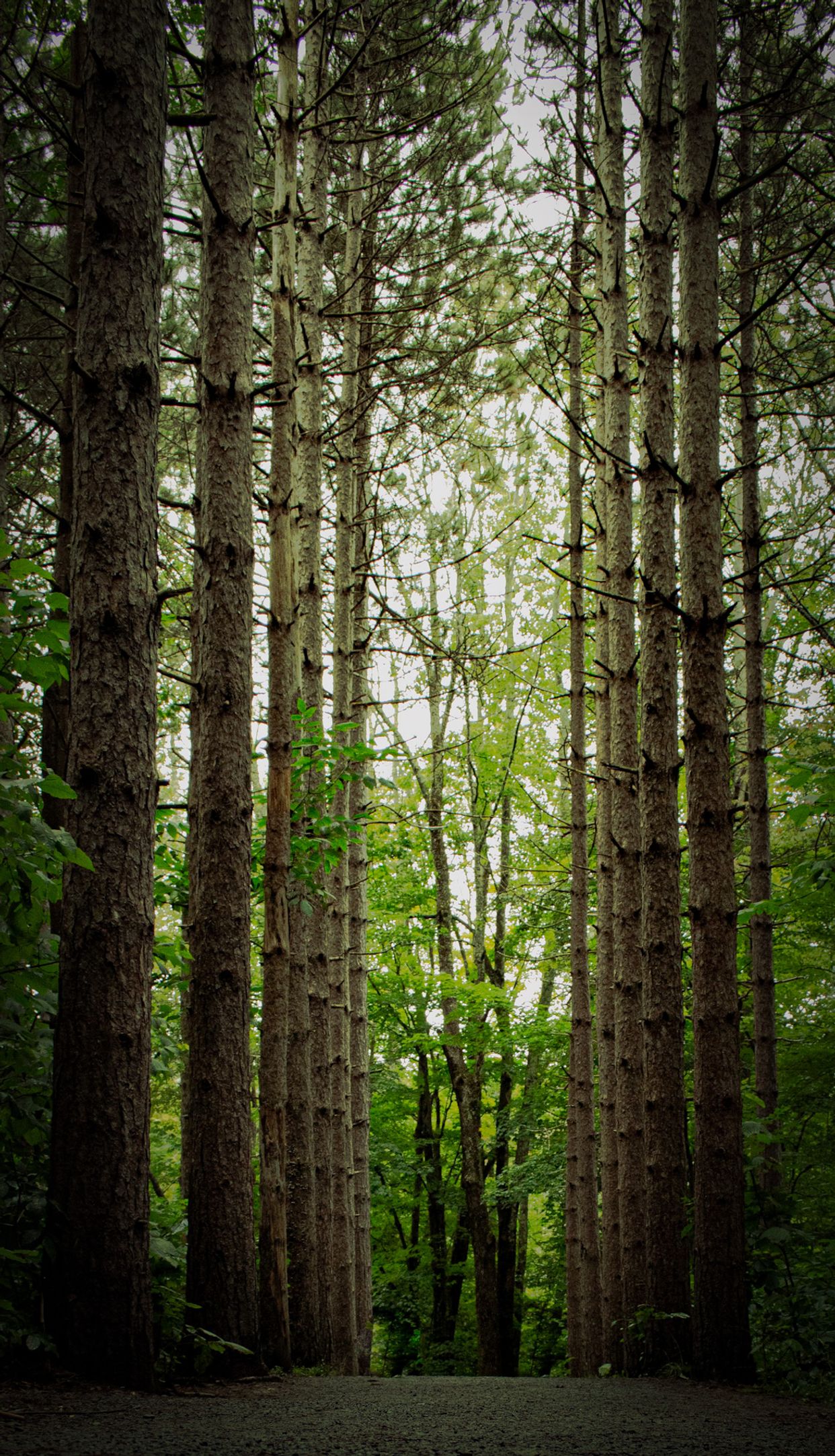 Laurel House Trail