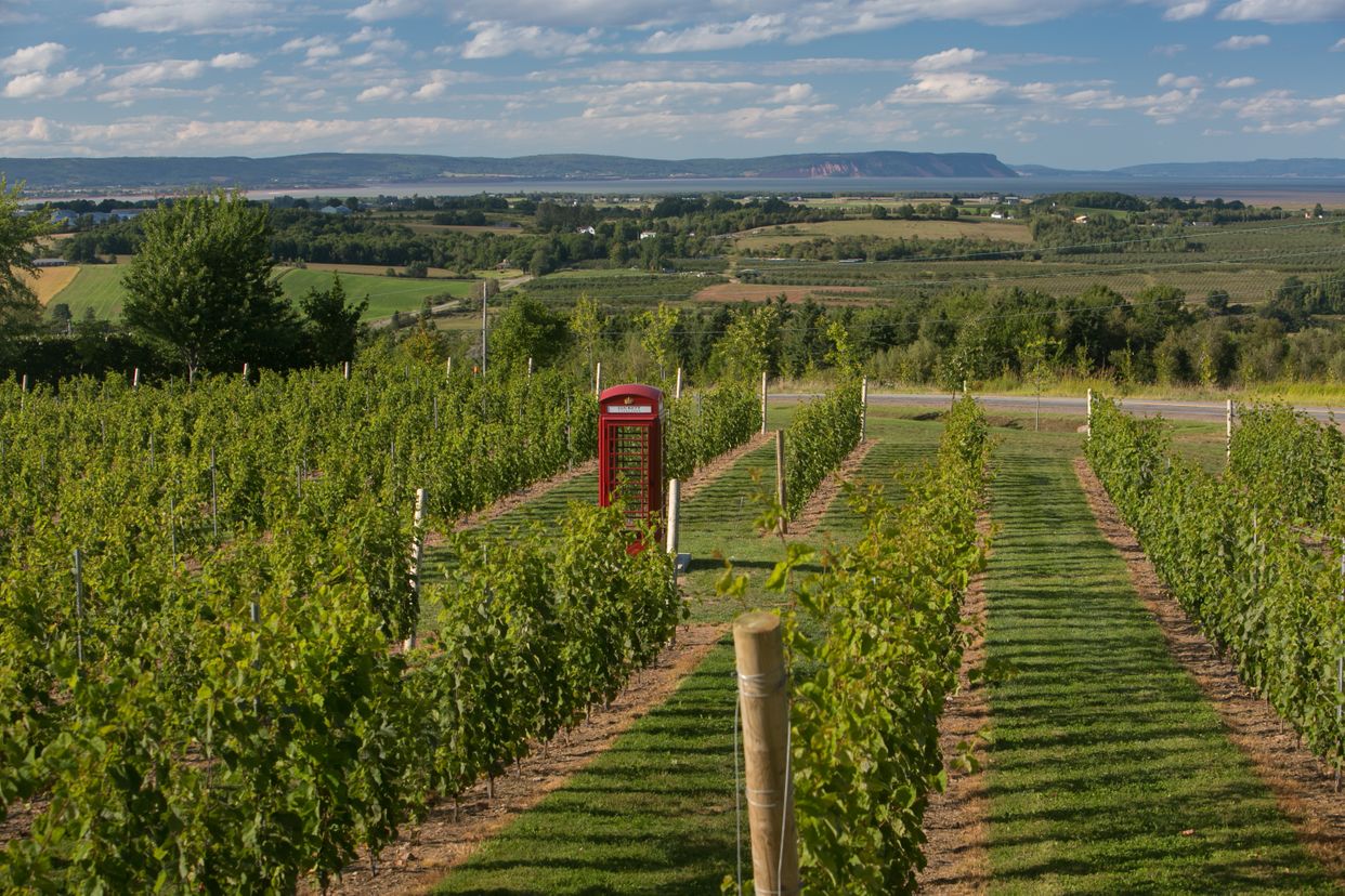 Lucket Vineyards
