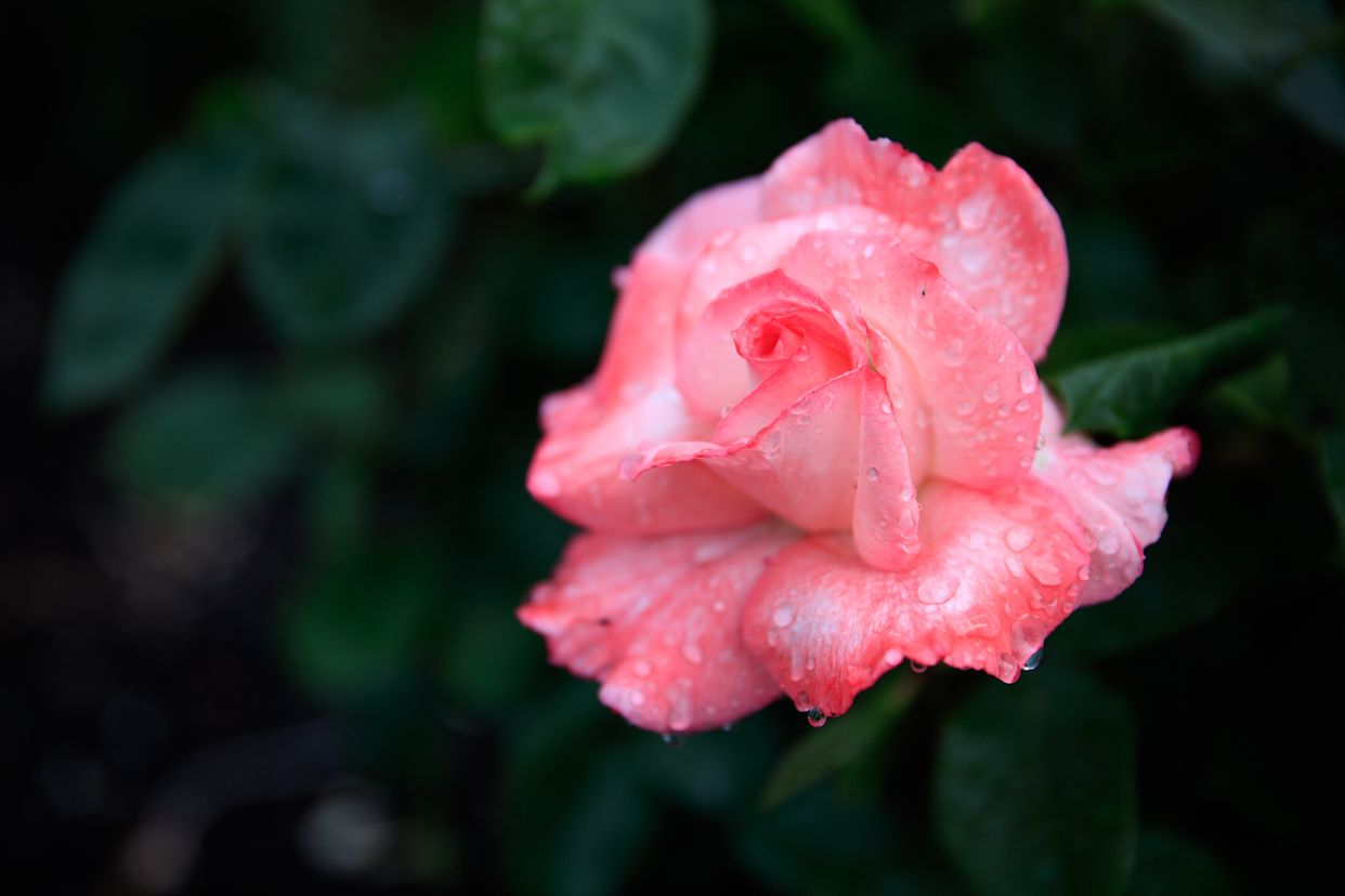 Penticton Rose Garden