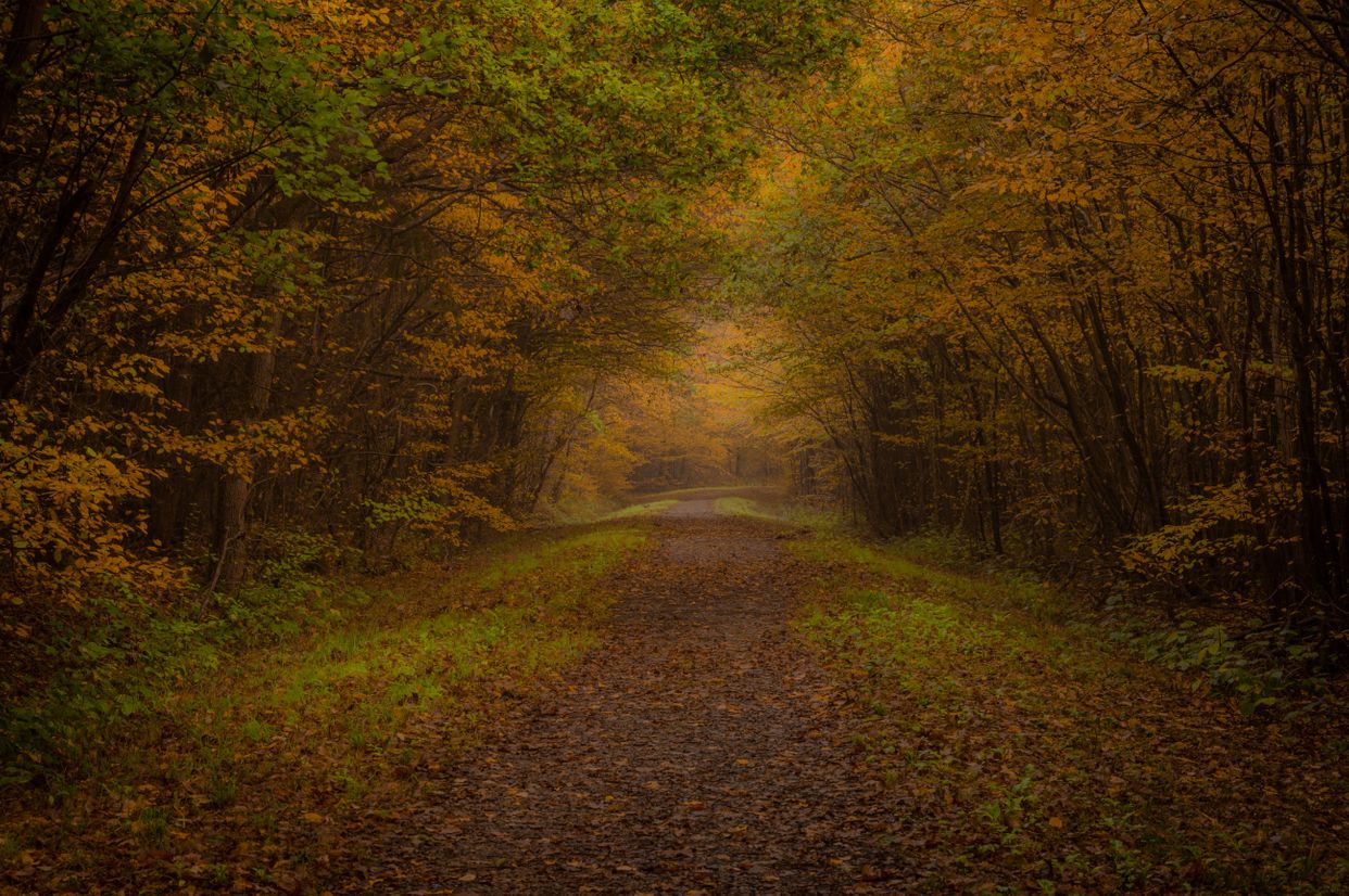 Orlestone Forest
