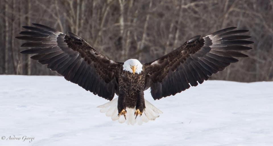 Sheffield Mills Eagle Watch — Photo by Andrew George Photography