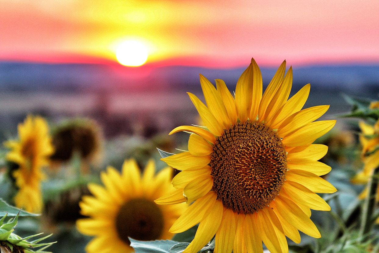 Maria's Field of Hope