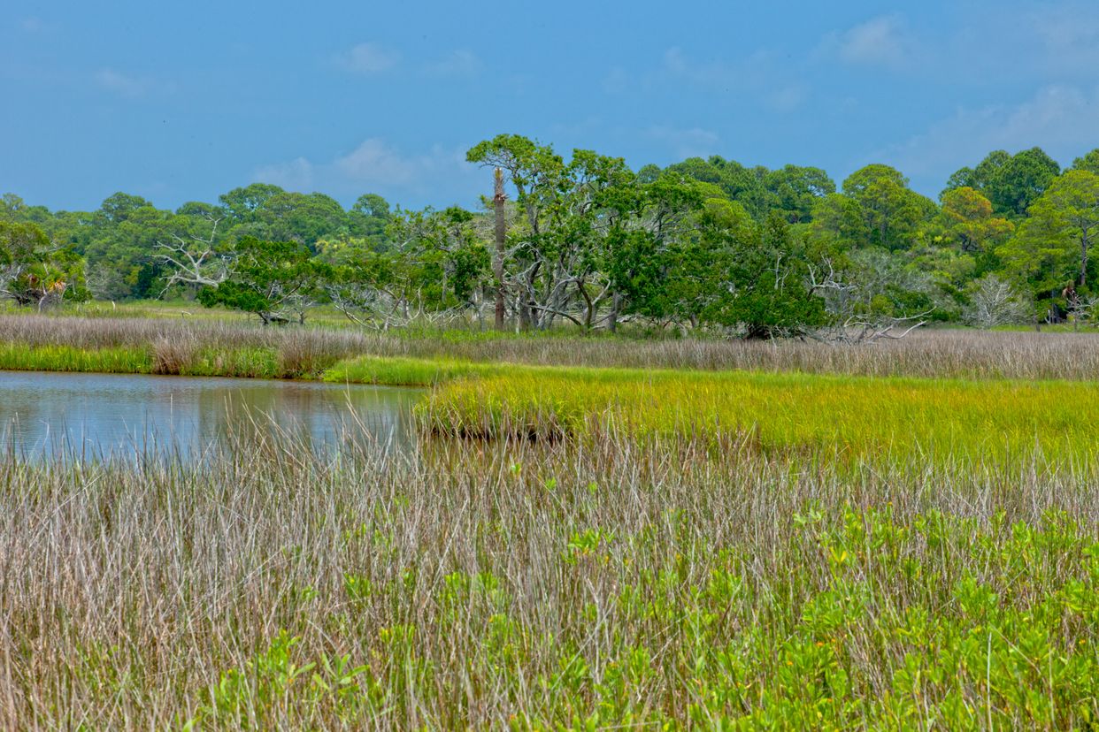 Salt Marsh