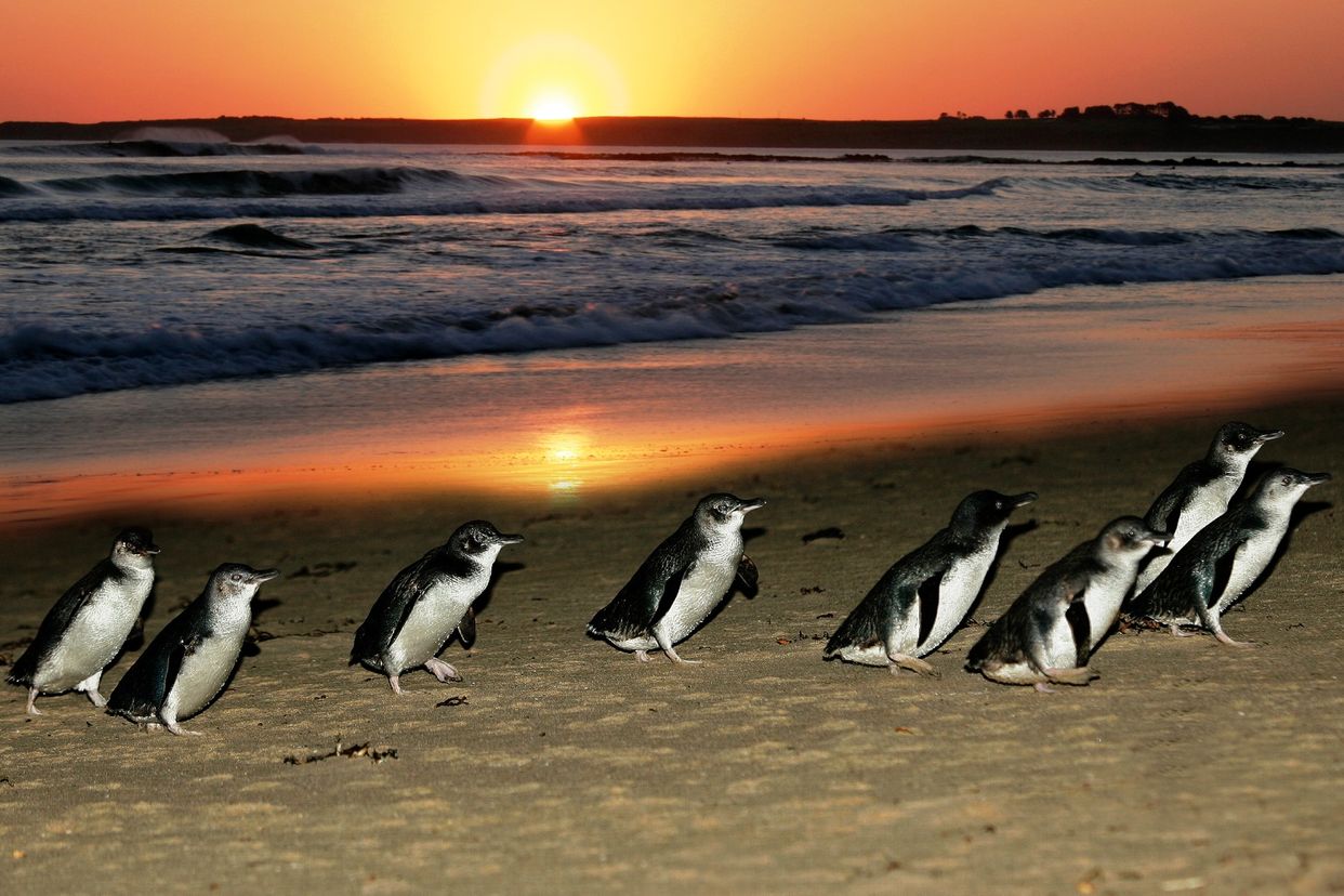 Penguin Parade