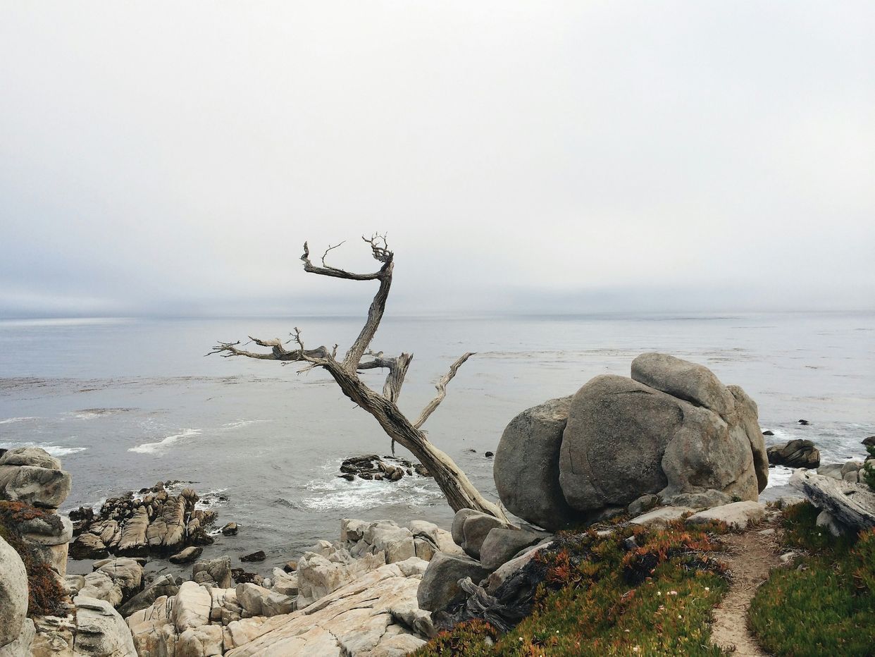 Ghost Trees at Pescadero Point