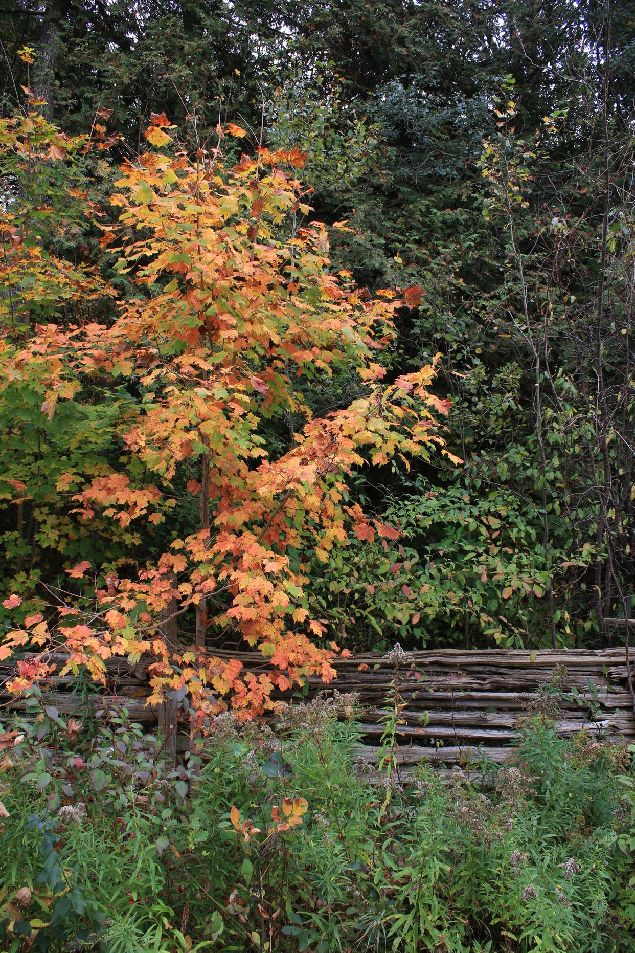 Autumn Colours on a Countryside Fence Line