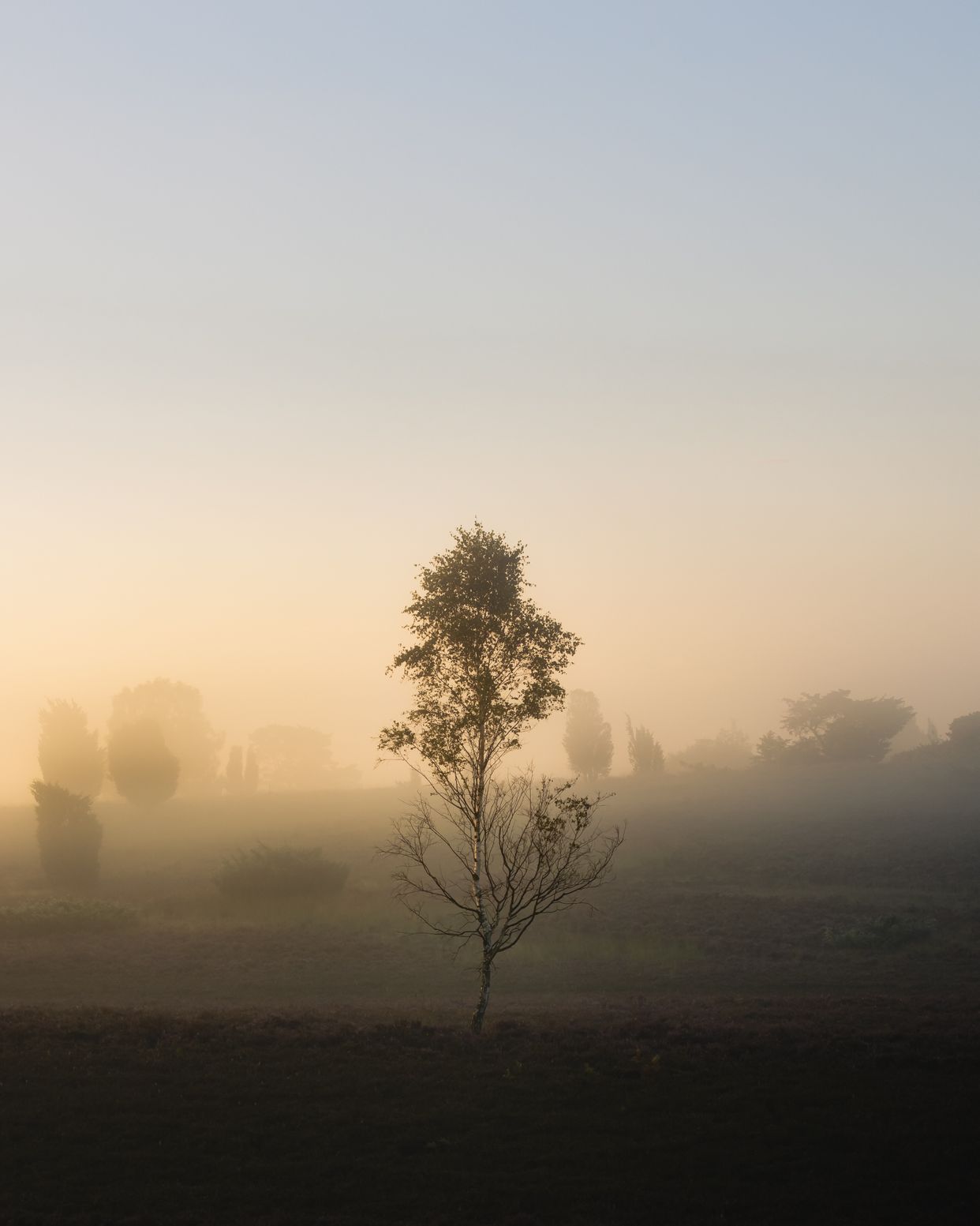 Peaceful Meadow