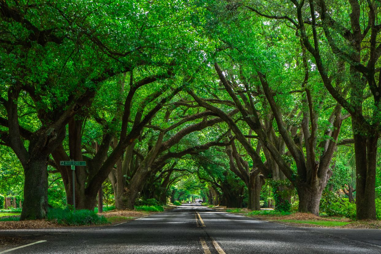 South Boundary Ave Trees