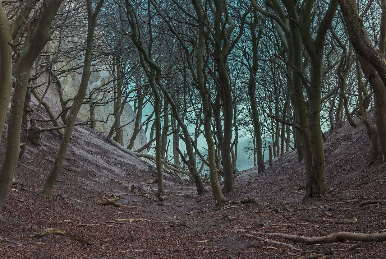 Møns Klint Forest