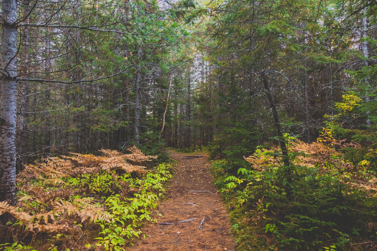 Hiking Trail at Mew Lake Campground, Algonquin Park