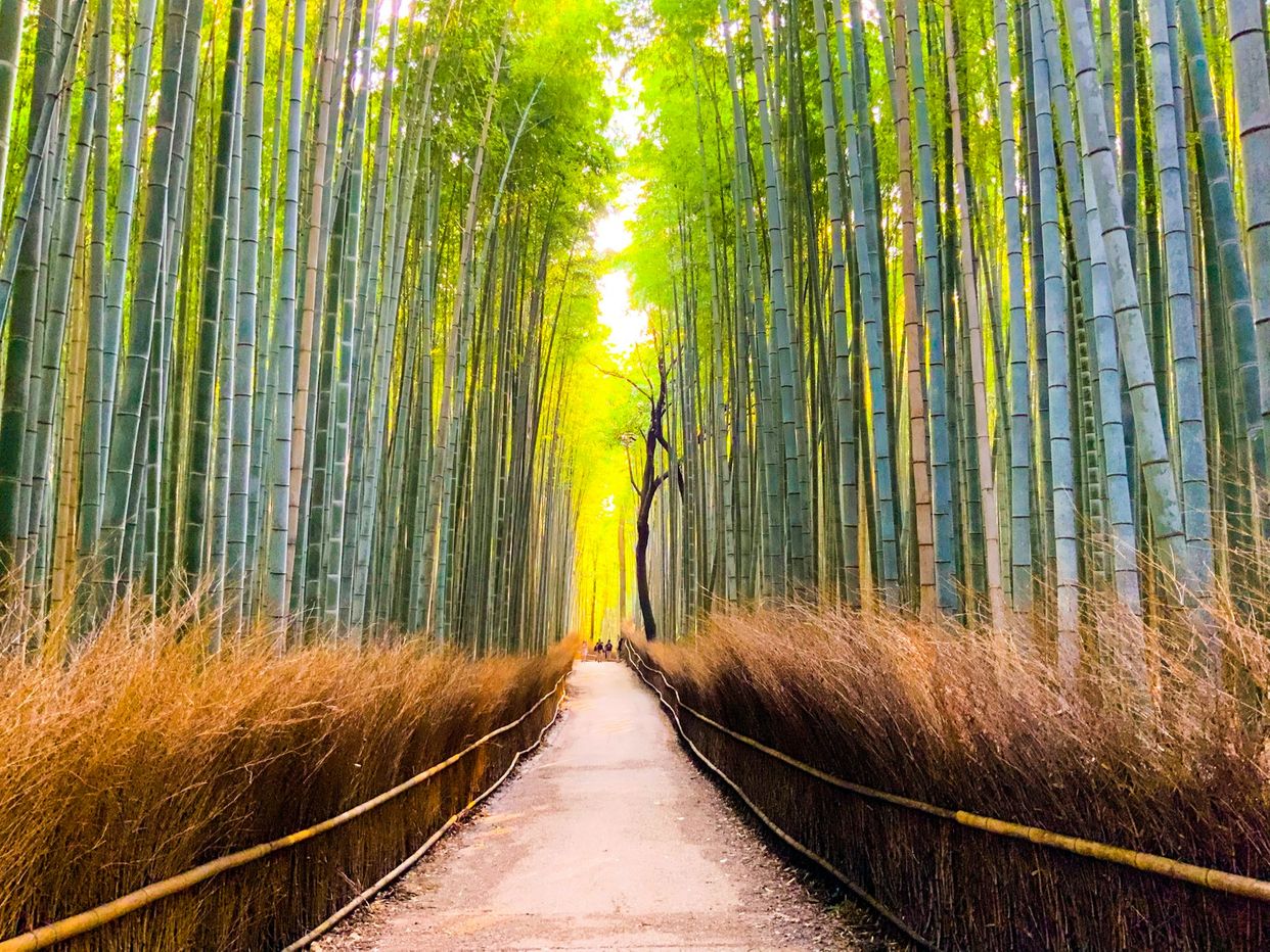 Arashiyama Bamboo Forest