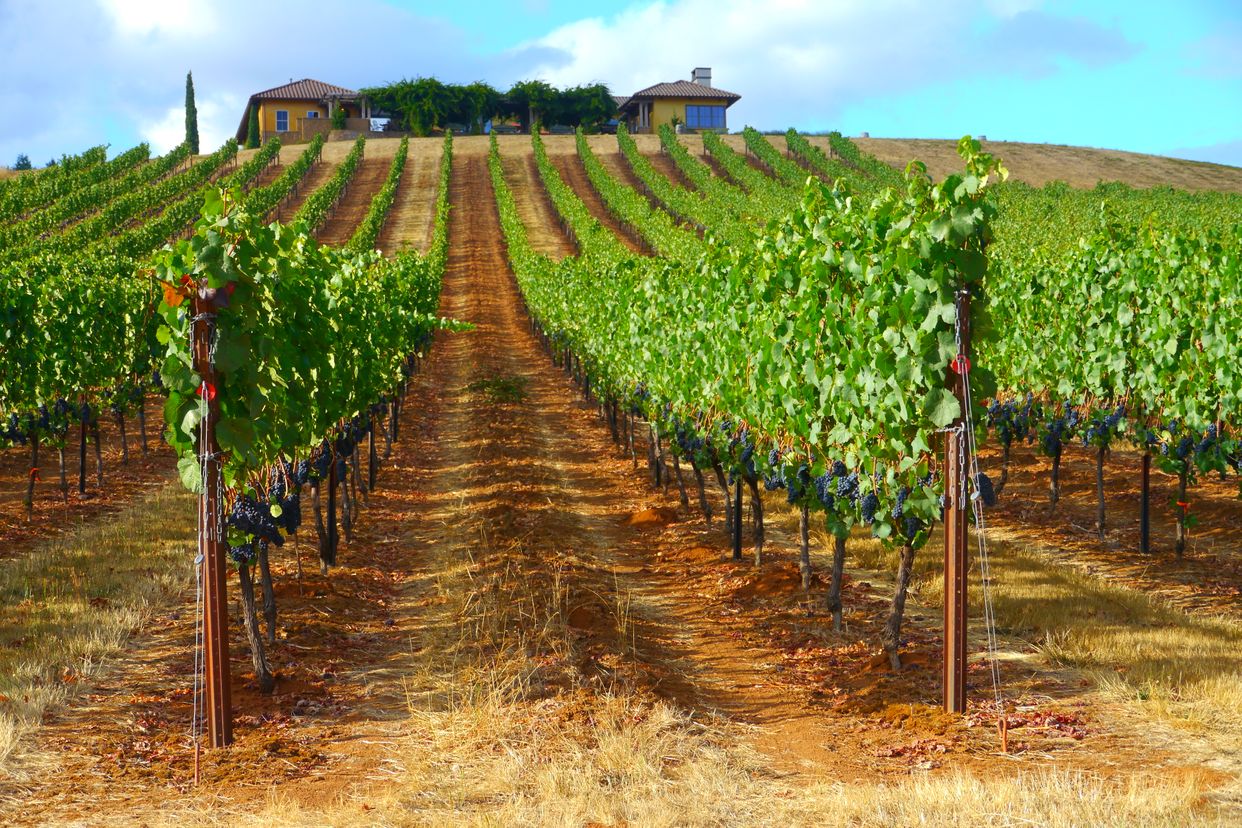 Iris Vineyards